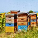 Naturalny Miód Nawłociowy 200g Idealny prezent na każdą okazję nawłoć Naturalny Miód Nawłociowy 200g Idealny prezent na każdą okazję nawłoć